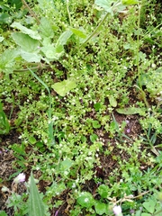 Arenaria leptoclados