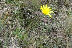 Microseris lanceolata