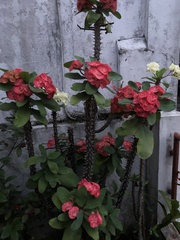 Euphorbia milii