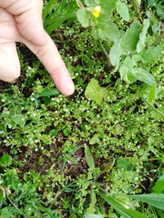 Arenaria leptoclados