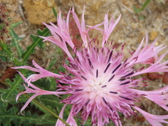 Centaurea polyacantha