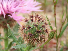 Centaurea polyacantha