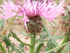 Centaurea polyacantha