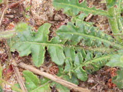 Centaurea polyacantha