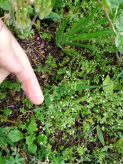 Arenaria leptoclados