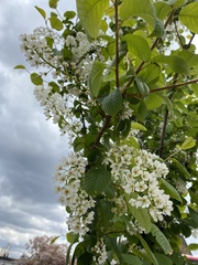 Angiospermae