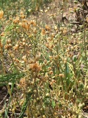Holosteum umbellatum