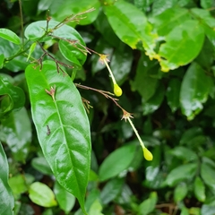 Clerodendrum laevifolium