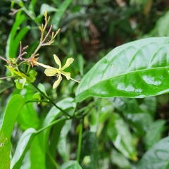 Clerodendrum laevifolium