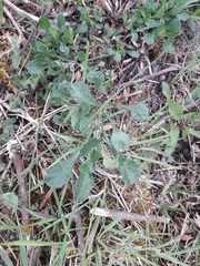 Leucanthemum vulgare