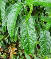 Clerodendrum laevifolium