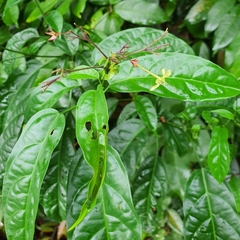 Clerodendrum laevifolium