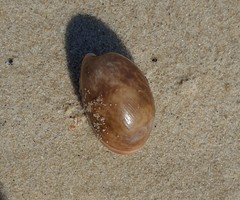 Bulla quoyii