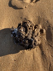Pyura praeputialis