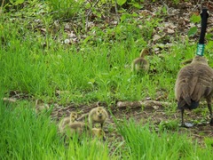 Branta canadensis
