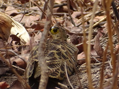 Pterocles quadricinctus