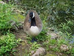 Branta canadensis