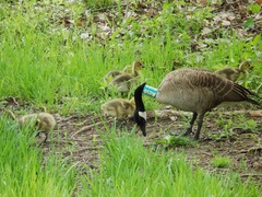Branta canadensis