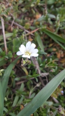 Cerastium arvense