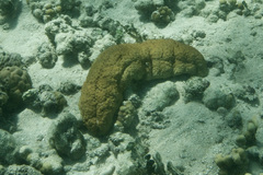 Stichopus herrmanni