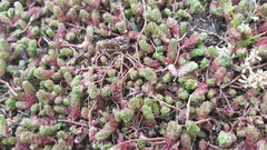 Sedum acre