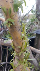 Magnoliopsida