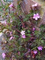 Geranium robertianum