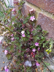 Geranium robertianum