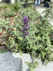 Angiospermae