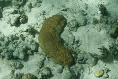 Stichopus herrmanni