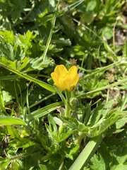 Ranunculus repens