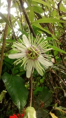 Passiflora lehmannii