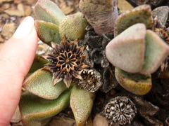Pleiospilos compactus