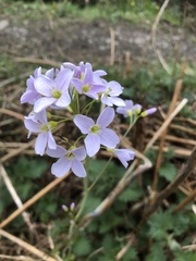 Cardamine pratensis