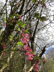 Ribes sanguineum