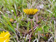 Taraxacum hollandicum