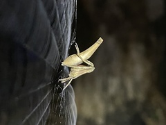 Cyphalonotus