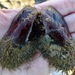 Fat Horsemussel - Photo (c) dlbowls, some rights reserved (CC BY-NC), uploaded by dlbowls