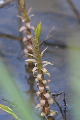 Hippuris vulgaris