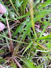 Taraxacum hollandicum