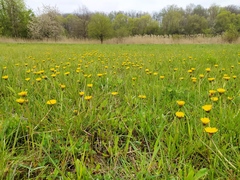 Taraxacum hollandicum