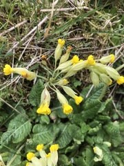 Primula veris
