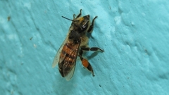 Apis mellifera