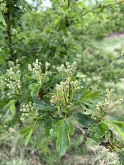 Crataegus monogyna