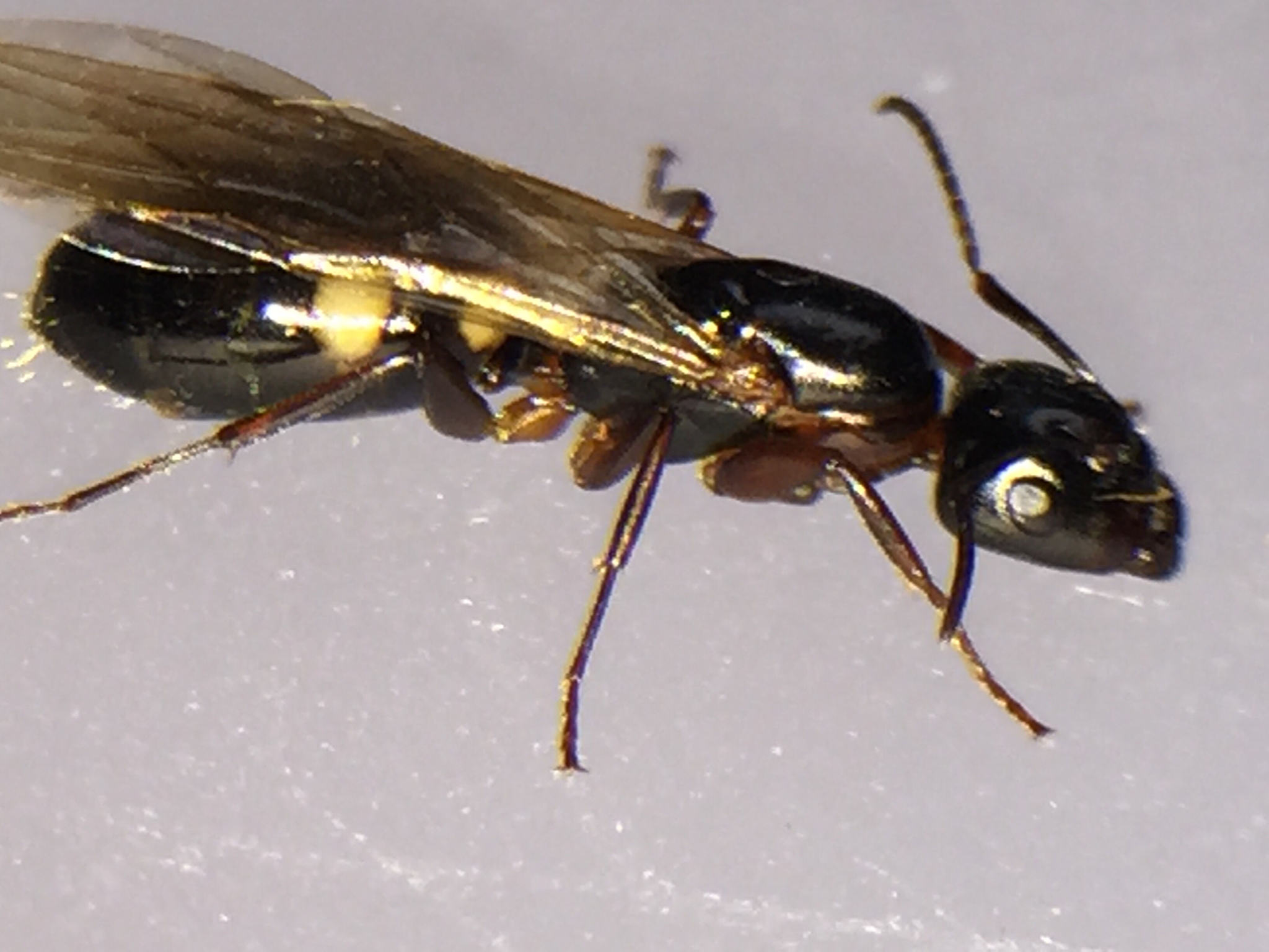 Camponotus quadrinotatus