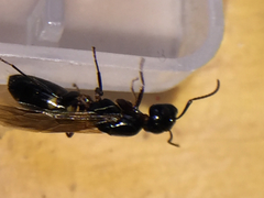 Camponotus quadrinotatus