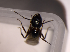 Camponotus quadrinotatus