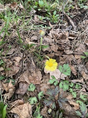 Tussilago farfara