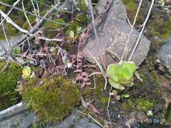 Orostachys malacophylla