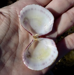 Semele rubropicta